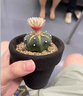 星兜實生仙人球名貴多肉植物開花黃金兜辦公桌幼兒園小盆栽 星兜+D129 曬單實拍圖