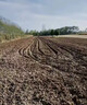 松土精土壤活化劑黑水肥料改善板結疏松免深耕菜園翻地松土神器 【管2畝】 1000g 1袋 曬單實(shí)拍圖