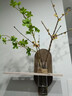 中古風(fēng)電視背景墻掛畫(huà)水培綠植餐廳墻裝飾畫(huà)復古高級感立體砂巖畫(huà) 雅園如夢(mèng) 40*35cm 雙層立體砂巖畫(huà)（送玻璃花瓶+仿真綠植） 曬單實(shí)拍圖