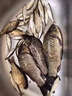 過(guò)江風(fēng)釣魚(yú)餌料誘魚(yú)劑鯽魚(yú)鯉魚(yú)專(zhuān)用餌料野釣黑坑濃腥正品通殺魚(yú)餌 一包【自帶開(kāi)餌水】 曬單實(shí)拍圖
