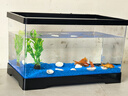 貝初眾魚(yú)缸一體缸生態(tài)魚(yú)缸客廳桌面底濾魚(yú)缸免換水小金魚(yú)溪流缸水族箱 黑色【標準觀(guān)賞套餐】 新手免換水輕松養魚(yú) 超高清透光全景觀(guān)賞 曬單實(shí)拍圖