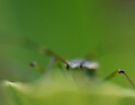 尼康（Nikon）尼克爾 Z 28-400mm f/4-8 VR 全畫(huà)幅Z卡口鏡頭 高倍率變焦 微單鏡頭 Z 28-400mm f/4-8 VR+UV鏡 曬單實(shí)拍圖