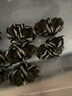 【活蟹】絕對鮮森大閘蟹特大鮮活螃蟹全母蟹現貨中秋送禮湖蟹河蟹 精選大閘蟹*全母蟹2.0-2.3兩8只 曬單實(shí)拍圖
