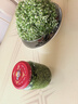 教蔬鮮生【順豐直達】韭菜花新鮮現摘山東頭茬嫩半仔韭花醬蘸料花朵苞 1500g 曬單實(shí)拍圖