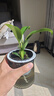 特價大葉金鉆綠公主盆栽植物除甲醛綠植辦公室四季常青室內(nèi)擺放2 【1盆】金鉆+灰繁星吸水盆 含盆高度15-20厘米 曬單實拍圖