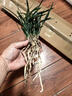 蘭花苗 翠蓋荷 帶花苞 春蘭矮種 荷瓣名品幽濃香耐陰綠植花卉盆栽 翠蓋荷6苗帶花苞 裸根發(fā)貨 曬單實(shí)拍圖