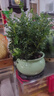 正宗胡椒木盆栽清香型 桌面植物苗防驅(qū)蚊草綠植盆景 胡椒木6年苗+梅青618陶瓷盆+圓底座+陶粒 曬單實拍圖