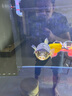 創(chuàng  )寧變頻潛水泵 CN-9500-40W 10檔流量調節 魚(yú)缸假山噴泉池循環(huán)抽水 曬單實(shí)拍圖