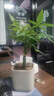 行湘五福發(fā)財樹(shù)盆栽四季小招財樹(shù)綠植五福發(fā)財樹(shù)+白瓷盆+木托源頭直發(fā) 曬單實(shí)拍圖