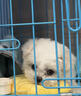 朵蔓純種比熊幼犬小型活物雙血統飛耳卷毛比熊犬家養寵物狗長(cháng)不大可愛(ài) 血統級 比熊 公 曬單實(shí)拍圖