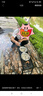 阿蒂亞戶外燒烤爐套裝 60*22cm木碳燒烤架家用烤爐便攜可折疊碳烤烤肉架 曬單實拍圖