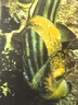 方家鋪子中華老字號 壽司海苔片56g(20片)壽司料理食材 紫菜卷包飯 送竹簾 曬單實(shí)拍圖