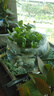銅錢草水培盆栽辦公室內(nèi)室外花卉金錢草綠植吸好養(yǎng)花草植物 精品銅錢草帶葉發(fā)貨2盆（不含盆） 曬單實拍圖