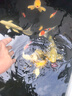 森森（SUNSUN）錦鯉魚飼料觀賞魚金魚飼料專用魚糧增色不渾水魚食錦鯉專用 綜合營養(yǎng)6mm大顆粒 5斤裝 曬單實(shí)拍圖