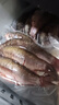 云映漁舟 微山湖生態(tài)大鯽魚(yú)(凈膛) 生態(tài)活魚(yú)現殺淡水魚(yú)生鮮孕產(chǎn)婦下奶燉湯 中號鯽魚(yú)（每斤4-5條） 5斤（殺好損耗15％） 曬單實(shí)拍圖