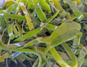 鮮海帶 鹽漬海帶絲 涼拌菜海帶絲食材鮮嫩 新鮮鹽漬海帶絲500g 曬單實(shí)拍圖