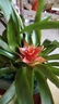 鴻運當頭盆栽花卉植物室內花客廳四季開(kāi)花好養活鳳梨水培綠植陽(yáng)臺 鴻運當頭+孔雀綠招財進(jìn)寶盆 帶盆栽好 曬單實(shí)拍圖