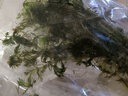 玩家寶貝火山石定植淡水魚(yú)缸裝飾水草懶人造景水榕莫斯前景中后景水草包郵 小寶塔 曬單實(shí)拍圖