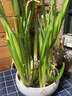 花語笙默水仙花盆栽水養(yǎng)花卉漳州水仙種球辦公桌面室內(nèi)水培易開花綠植物球 水仙大種球5個+營養(yǎng)液+生根粉（周長20-22cm） 曬單實拍圖