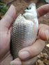 老鬼拉絲粉魚(yú)餌野釣拉大球釣魚(yú)專(zhuān)用拉個(gè)球增強版鯉鯽魚(yú)餌料正品 【1瓶裝】拉個(gè)球（新型拉絲粉 拉大球） 正品保證 曬單實(shí)拍圖