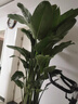 植男植女天堂鳥(niǎo)盆栽客廳室內好養大型綠植辦公室大葉植物鶴望蘭源頭直發(fā) 曬單實(shí)拍圖