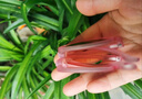Kocotreekk樹(shù)兒童墨鏡防曬太陽(yáng)鏡時(shí)尚男童女童簡(jiǎn)約小孩太陽(yáng)鏡夏季親子 曬單實(shí)拍圖