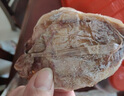 彩雙海燒烤魷魚(yú)干手撕芥末魷魚(yú)干淡干新曬北海大小尤魚(yú)干燒烤專(zhuān)用 A4魷魚(yú)干500g【38-42條】 曬單實(shí)拍圖