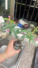 OYKTN恭喜發(fā)財水培植物發(fā)財樹(shù)辦公室內客廳桌面花卉盆栽?xún)艋G植擺件 兩棵奇趣發(fā)財樹(shù)+灰瓶 曬單實(shí)拍圖