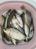 川澤無(wú)結快鎖線(xiàn)組成品主線(xiàn)組套裝日本進(jìn)口魚(yú)線(xiàn)主線(xiàn)強拉力綁好競技線(xiàn)組 4.5m【4卷裝】+收納盒剪刀 1.2號 曬單實(shí)拍圖