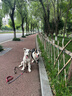 XCHO狗狗止吠器寵物震動大中小型犬電擊電子項(xiàng)圈防吠叫防狗叫訓(xùn)狗神器 曬單實(shí)拍圖