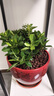 行湘梔子花花卉綠植 精品150#多分支梔子花+中號小仙女陶瓷盆源頭直發(fā) 曬單實(shí)拍圖