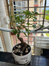 CLCEY黃荊老樁盆景精品怪樁生樁熟樁盆景素材耐旱植物陽(yáng)臺庭院小盆景 紅陶盆20年矮霸老樁黃荊 帶盆栽好 曬單實(shí)拍圖