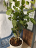 沭之美茉莉花盆栽花卉植物室內客廳陽(yáng)臺 茉莉5株+塑料螺紋盆 源頭直發(fā) 曬單實(shí)拍圖