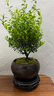 幼薇小葉赤楠盆景擺件 室內(nèi)綠植花卉盆栽老樁客廳辦公室桌面好養(yǎng)植物 小葉赤楠+紫砂盆+圓形底盤 帶盆栽好 曬單實(shí)拍圖