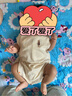貝易（BeiE）寶寶爬爬墊嬰兒折疊墊無(wú)味XPE客廳地墊兒童加厚爬行墊泡沫防摔墊 店長(cháng)推薦【XPE壓邊】彩虹+海灣軌道 150*180*2CM厚【99%抗菌認證】 曬單實(shí)拍圖