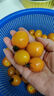 京喜加夏日陽(yáng)光小番茄黃色迷戀圣女果即食水果小柿子現摘現發(fā)減肥 黃色圣女果一斤裝 曬單實(shí)拍圖