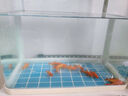 百綸木千草金魚(yú)觀(guān)賞魚(yú)冷水魚(yú)不加溫新手好養純種鳳尾大紅草魚(yú)苗 3-5cm草金魚(yú)11條 送魚(yú)糧 曬單實(shí)拍圖