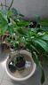 臨雅垂絲茉莉盆栽帶花苞老樁陽(yáng)臺室內垂吊風(fēng)車(chē)易活綠植物花卉四季開(kāi)花 垂絲茉莉20-25cm 帶盆栽好 曬單實(shí)拍圖