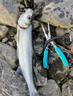 YGK PE JPX24編超強拉力pe線(xiàn)路亞線(xiàn)錨魚(yú)打黑雷強海釣筏釣順滑遠投500米主線(xiàn) 24編【新編織工藝】300米 0.6【相比普通pe線(xiàn)拉力提升10%】 曬單實(shí)拍圖