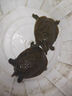 榮郁 外塘黃色甲魚(yú)苗小甲魚(yú)苗100只王八苗鱉生態(tài)養殖 單身1只苗 曬單實(shí)拍圖