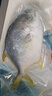 翔泰海南深海金鯧魚(yú)700g 2條 火鍋 生鮮魚(yú)類(lèi) BAP認證 海鮮水產(chǎn)  曬單實(shí)拍圖