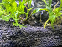 尼特利1號(hào)大師水草泥魚缸專用水藻泥生態(tài)草缸底砂營(yíng)養(yǎng)土8L/袋  曬單實(shí)拍圖