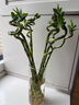 績(jì)光富貴竹轉運竹彎竹龍竹水竹開(kāi)運水養竹子帶根水培植物花卉室內綠植 含盆 【帶根】轉運竹彎竹-50厘米-10棵 曬單實(shí)拍圖