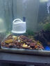 魚(yú)缸循環(huán)泵底吸潛水泵水族箱吸便小型魚(yú)糞換水泵靜音低吸抽水泵 18W  1000L+13mm牛筋管1米 曬單實(shí)拍圖