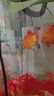 森森（SUNSUN）魚(yú)缸過(guò)濾器凈水循環(huán)三合一內(nèi)置小型水族箱過(guò)濾系統(tǒng)XQP-1500F 23W 曬單實(shí)拍圖