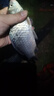 小鳳仙全水域浮漂野釣全套套裝綜合防爆頂炫彩醒目漆身鰱鳙鯽魚鯉魚漂 12支裝-野釣多水域套裝 曬單實(shí)拍圖