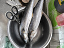 賣(mài)魚(yú)七郎 青島海捕大鲅魚(yú)整條凈重5斤（5-8條）馬鮫魚(yú)海鮮生鮮魚(yú)類(lèi) 曬單實(shí)拍圖