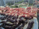 天萊香牛有機健康牛腿肉500g可溯源低溫排酸生鮮牛肉新疆清真【真原切】 曬單實(shí)拍圖