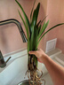 蘭花苗盆栽墨蘭建蘭惠蘭四季開(kāi)花好養濃香型客廳室內觀(guān)賞花卉綠植 8【金玉滿(mǎn)堂】 6苗連體【送肥】當年開(kāi)花超多 曬單實(shí)拍圖