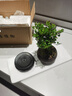 八芽 小葉赤楠盆景擺件室內綠植花卉盆栽老樁客廳辦公室桌面好養植物 （【熱銷(xiāo)款】舍得紫砂盆赤楠+苔蘚+底座） 曬單實(shí)拍圖